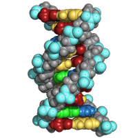 DNA