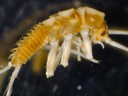 macroinvertebrato.JPG